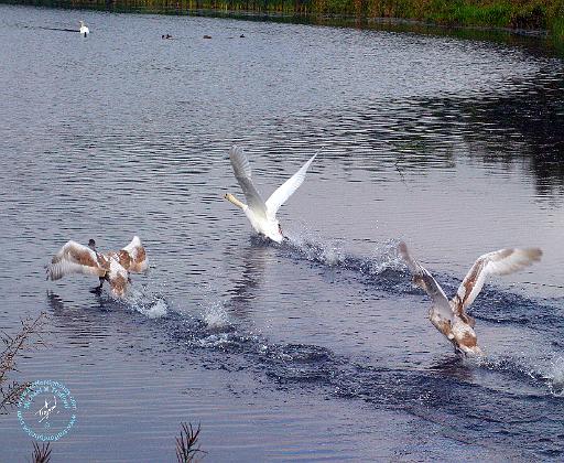 Swans 9Y076D-0006.JPG